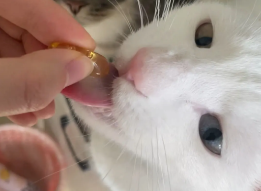 猫咪鱼油有必要买吗