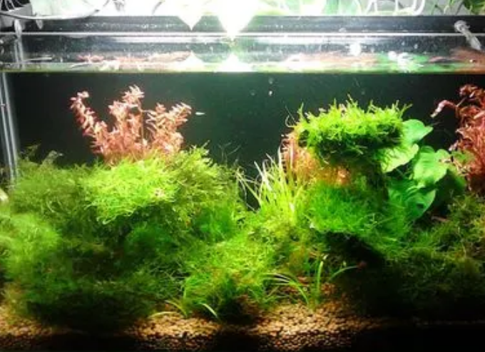 鱼缸里养水草的利弊
