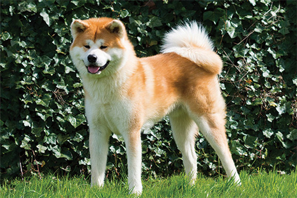 秋田犬为什么不捡球?真实原因可能是这个 秋田犬为什么不捡球?真实原因可能是这个