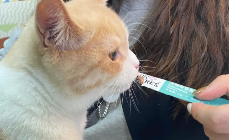 幼猫可以喂猫条吗