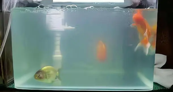 鱼缸的水很浑浊,怎么处理?