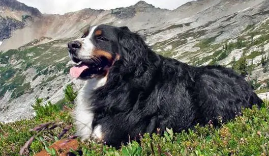 大瑞士山地犬驱虫吃什么药?来看看吧! 大瑞士山地犬驱虫吃什么药?来看看吧!