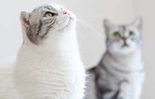猫不想养了送到哪里？这几个地方供你选择