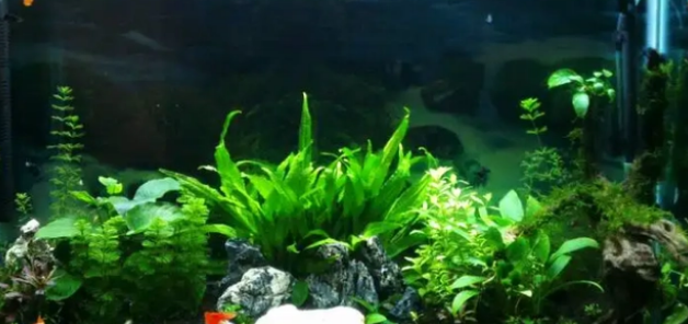 鱼缸养水草的利弊