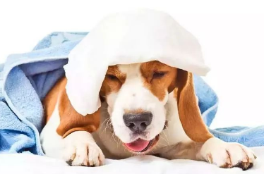 宠物犬咳嗽怎么办