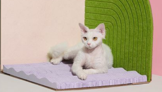 如何教猫玩猫抓板 如何教猫玩猫抓板