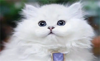金吉拉猫心肌炎什么原因？猫友可以瞧瞧~