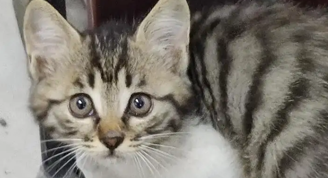 狸花猫掉毛吗?养狸花猫的宠物需要看看。 狸花猫掉毛吗?养狸花猫的宠物需要看看。