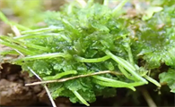 鱼缸里种什么水草最佳