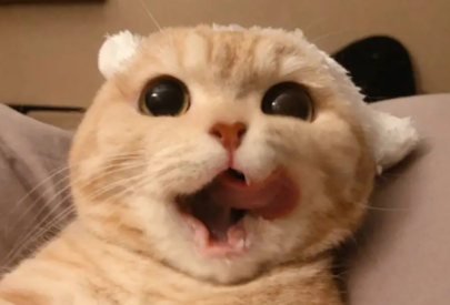 猫打完狂犬疫苗后呕吐厉害的原因,不知道的来看看! 猫打完狂犬疫苗后呕吐厉害的原因,不知道的来看看!