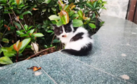收养流浪猫需要注意什么？此文帮你解答