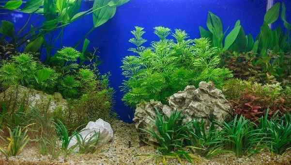 水草鱼缸底砂用什么好 水草鱼缸底砂用什么好
