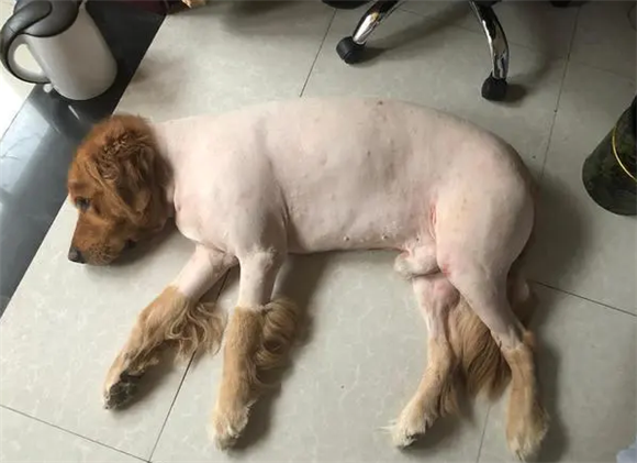 狗狗什么时候剃毛合适？这个时间段别忘了