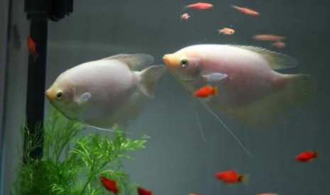 鱼缸换水可以用纯净水吗