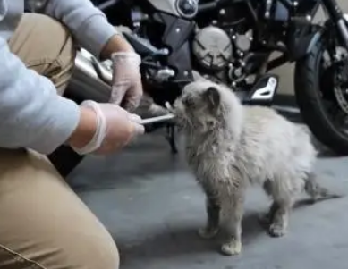 猫界颜值天花板的布偶猫,当它失去主人后,它又是多么弱小和无助 猫界颜值天花板的布偶猫,当它失去主人后,它又是多么弱小和无助