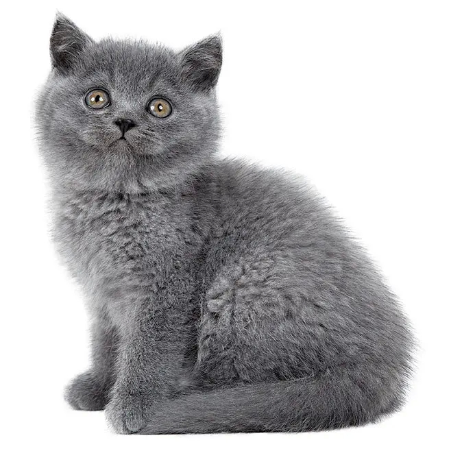 养蓝猫最忌讳什么