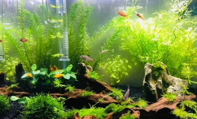 鱼缸养什么水草最好