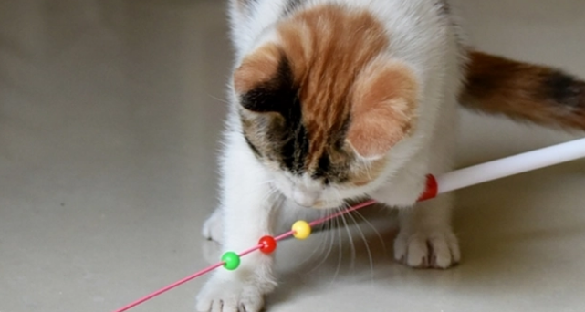 逗猫棒玩多了有什么坏处吗 逗猫棒玩多了有什么坏处吗