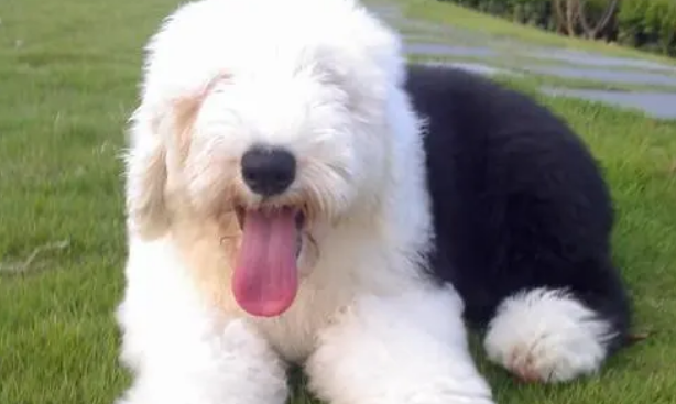 古代牧羊犬价格多少