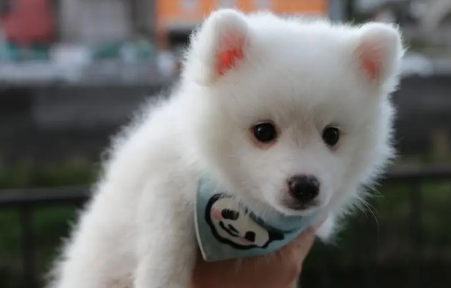 银狐犬为什么难认主?具体看这里! 银狐犬为什么难认主?具体看这里!