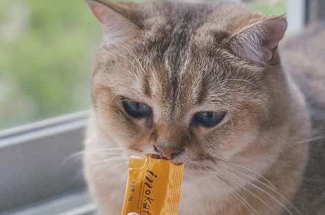 猫条是什么做的-宠物网
