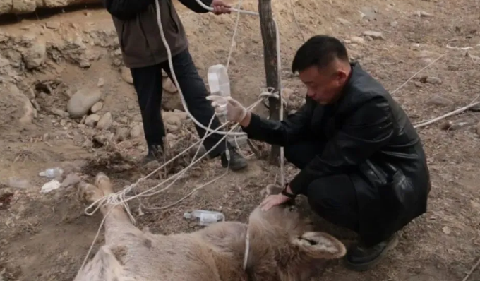 野生动物保护工作人员成功救助一头天山马鹿