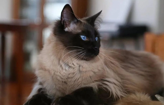 巴厘猫价格是多少?想养的来看看吧 巴厘猫价格是多少?想养的来看看吧