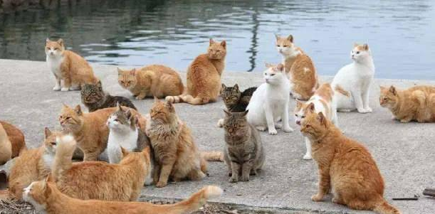 温顺的猫有哪些？我列举给你看