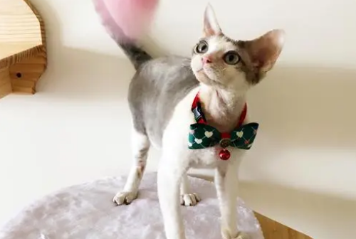 德文卷毛猫感冒吃什么药？铲屎官来了解下吧