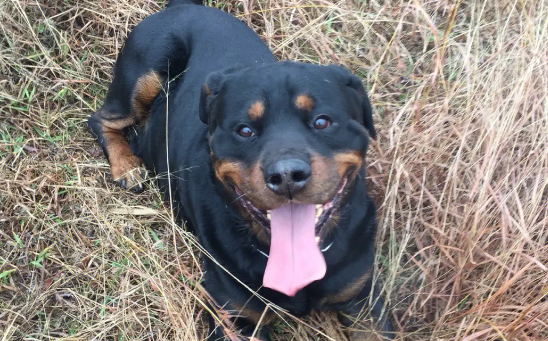 怎么看罗威纳犬凶不凶？想养一只的朋友看过来。