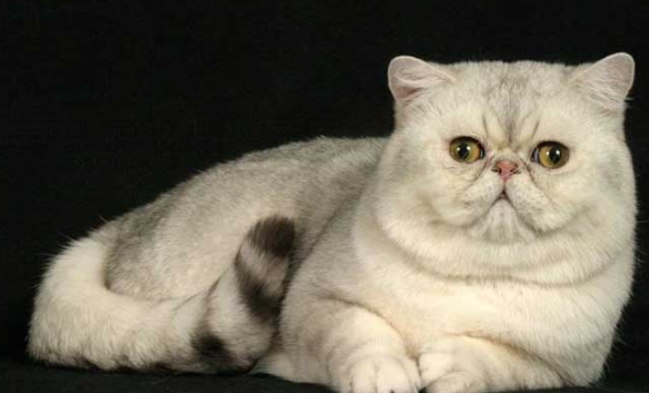 如何挑选异国短毛猫?新手小白可以看看~ 如何挑选异国短毛猫?新手小白可以看看~