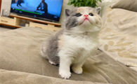 我来告诉你,猫中暑会死吗?