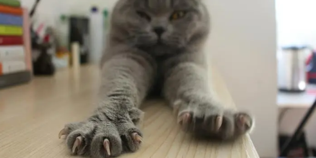 怎么防止猫伸爪子？主人一定要知道！