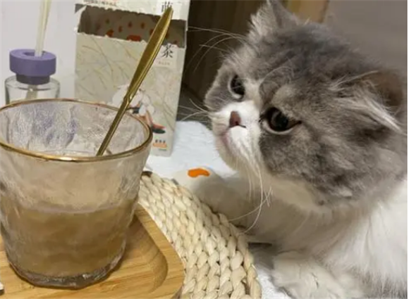 猫可以喝奶茶吗？关于真相都在这了