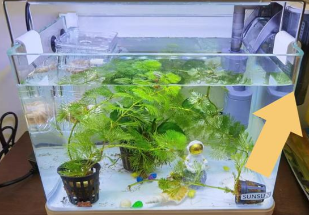 怎样让鱼缸水变得清澈