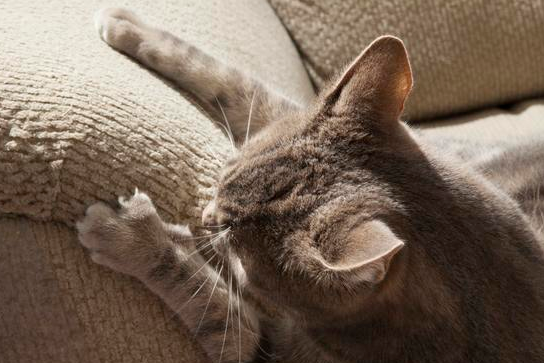 猫抓板什么材质的比较好 猫抓板什么材质的比较好