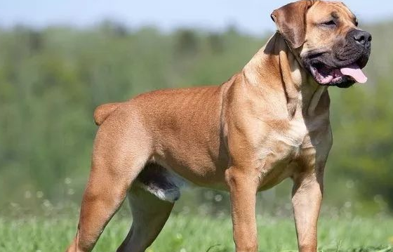 主人破产无力抚养,无奈将11岁獒犬送走,狗狗躲墙角不停抽泣 主人破产无力抚养,无奈将11岁獒犬送走,狗狗躲墙角不停抽泣