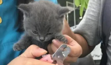 宠物猫剪指甲好吗