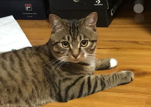 如何验证狸花猫已经认主人了?有必要了解一下! 如何验证狸花猫已经认主人了?有必要了解一下!