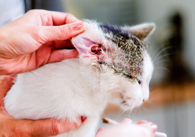 猫咪耳螨是什么样
