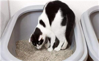 猫埋屎是天生的吗？答案让你无法接受