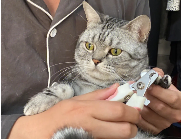 猫的指甲从哪里剪