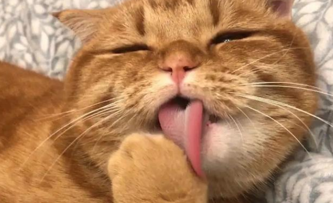 猫为什么吃完就舔自己？原来是这样！