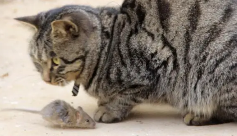 猫为什么把抓的老鼠带回家？主人不要大惊小怪。