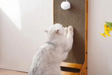 猫抓板是必需品吗