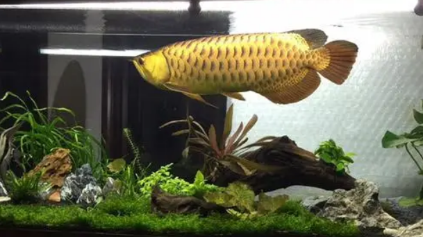 龙鱼缸适合养水草吗