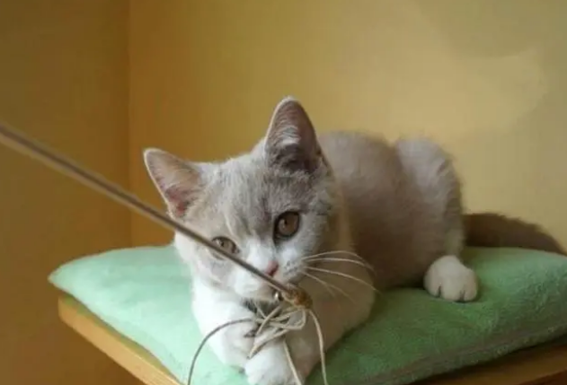 逗猫棒的正确用法,方法对了猫咪自然就喜欢跟你玩了 逗猫棒的正确用法,方法对了猫咪自然就喜欢跟你玩了