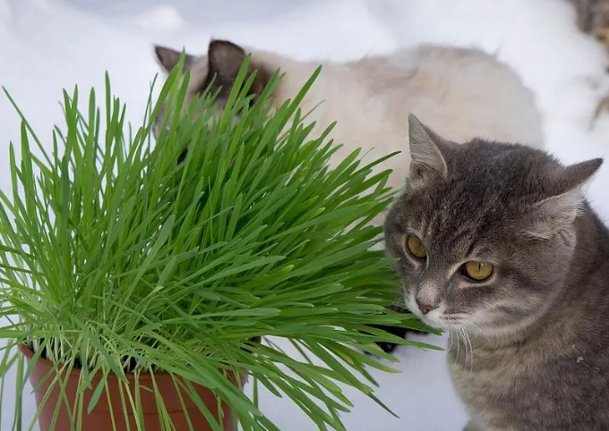 什么可以当猫草