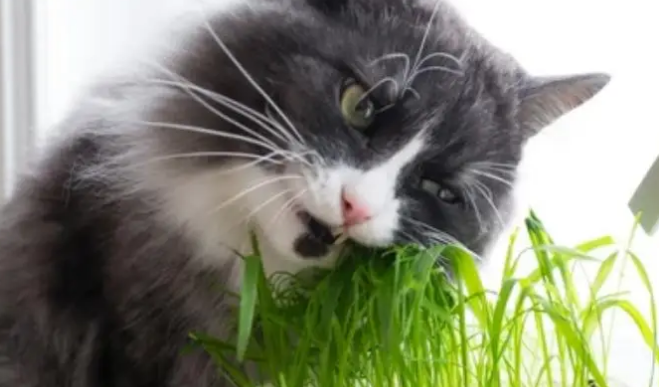 猫草对猫有害吗