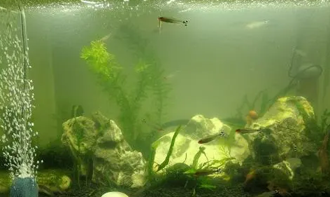 鱼缸水变浑浊了怎样处理